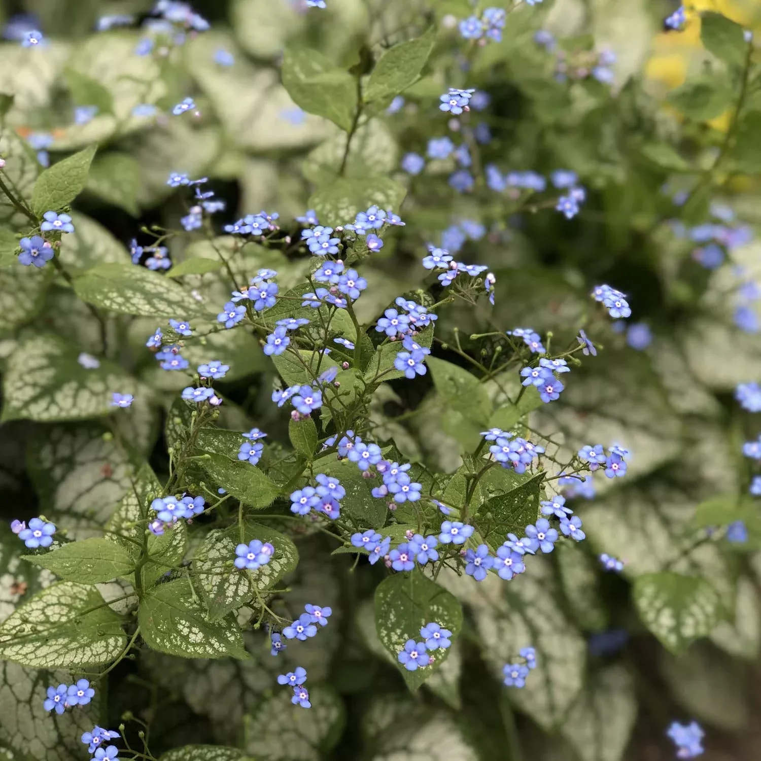jack-frost-siberian-bugloss-brunnera 'Jack Frost' Siberian Bugloss (Brunnera)