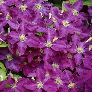 jackmanii-superba-clematis 'Jackmanii Superba' Clematis