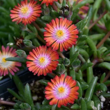 jewel-desert-grenade-ice-plant Jewel of Desert Grenade Ice Plant