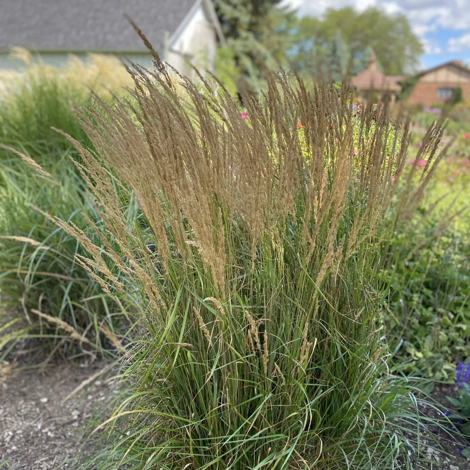 karl-foerster-feather-reed-grass-calamagrostis 'Karl Foerster' Feather Reed Grass (Calamagrostis)