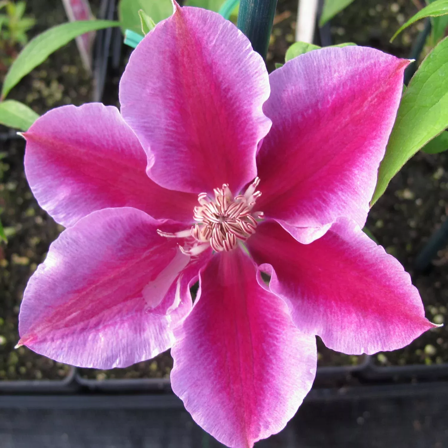 kilian-donahue-clematis 'Kilian Donahue' Clematis