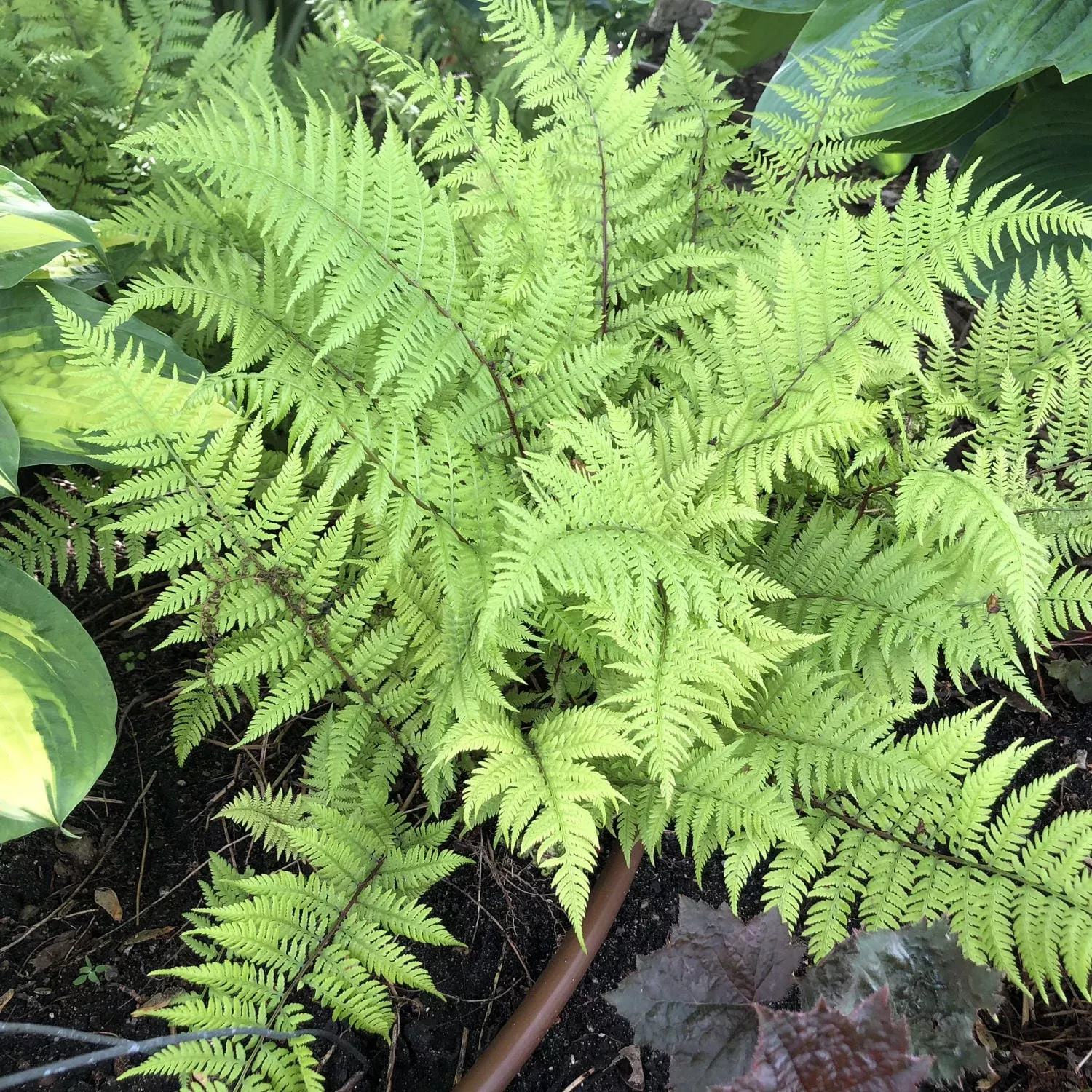 lady-in-red-lady-fern-athyrium 'Lady in Red' Lady Fern (Athyrium)