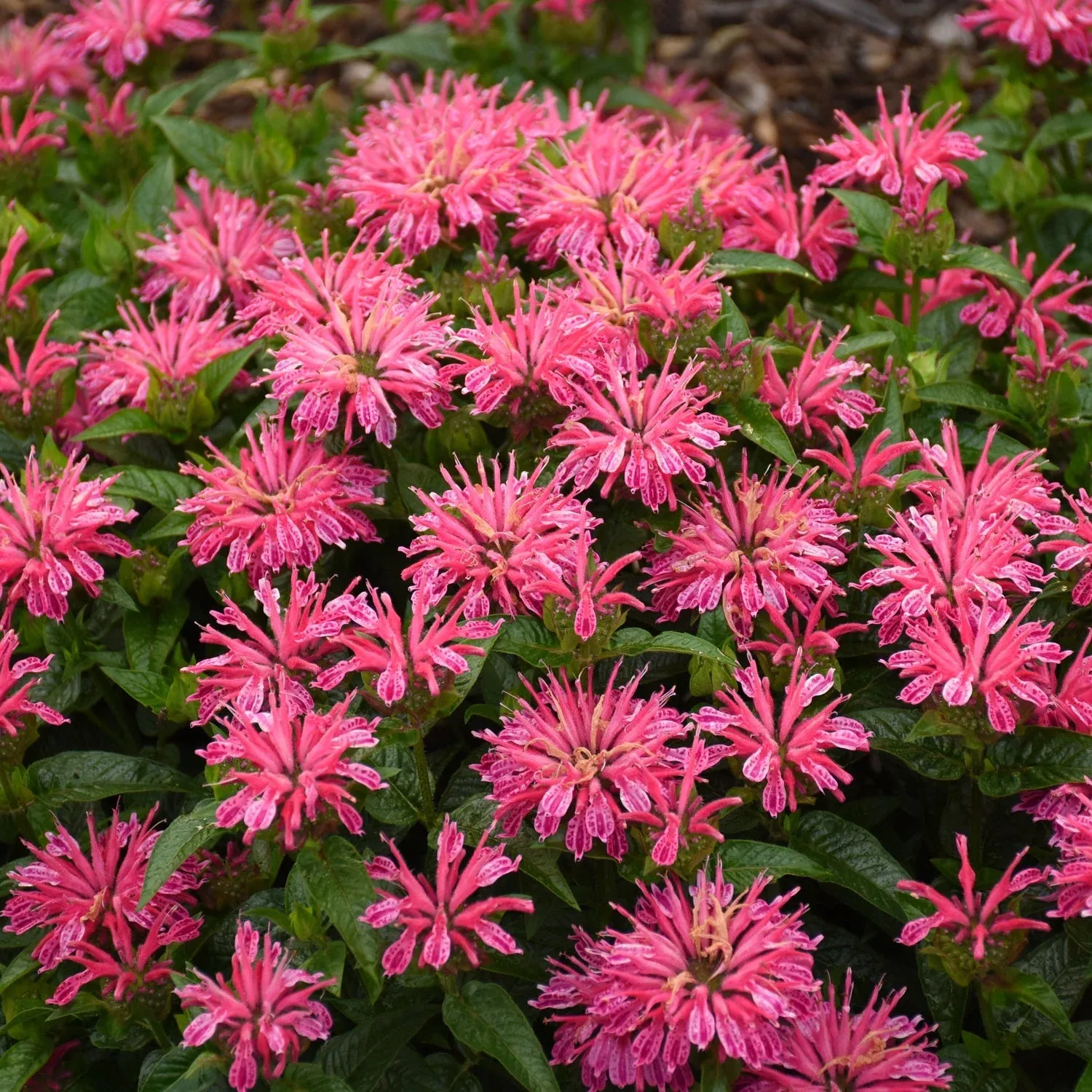leading-lady-pink-bee-balm-monarda 'Leading Lady Pink' Bee Balm (Monarda)