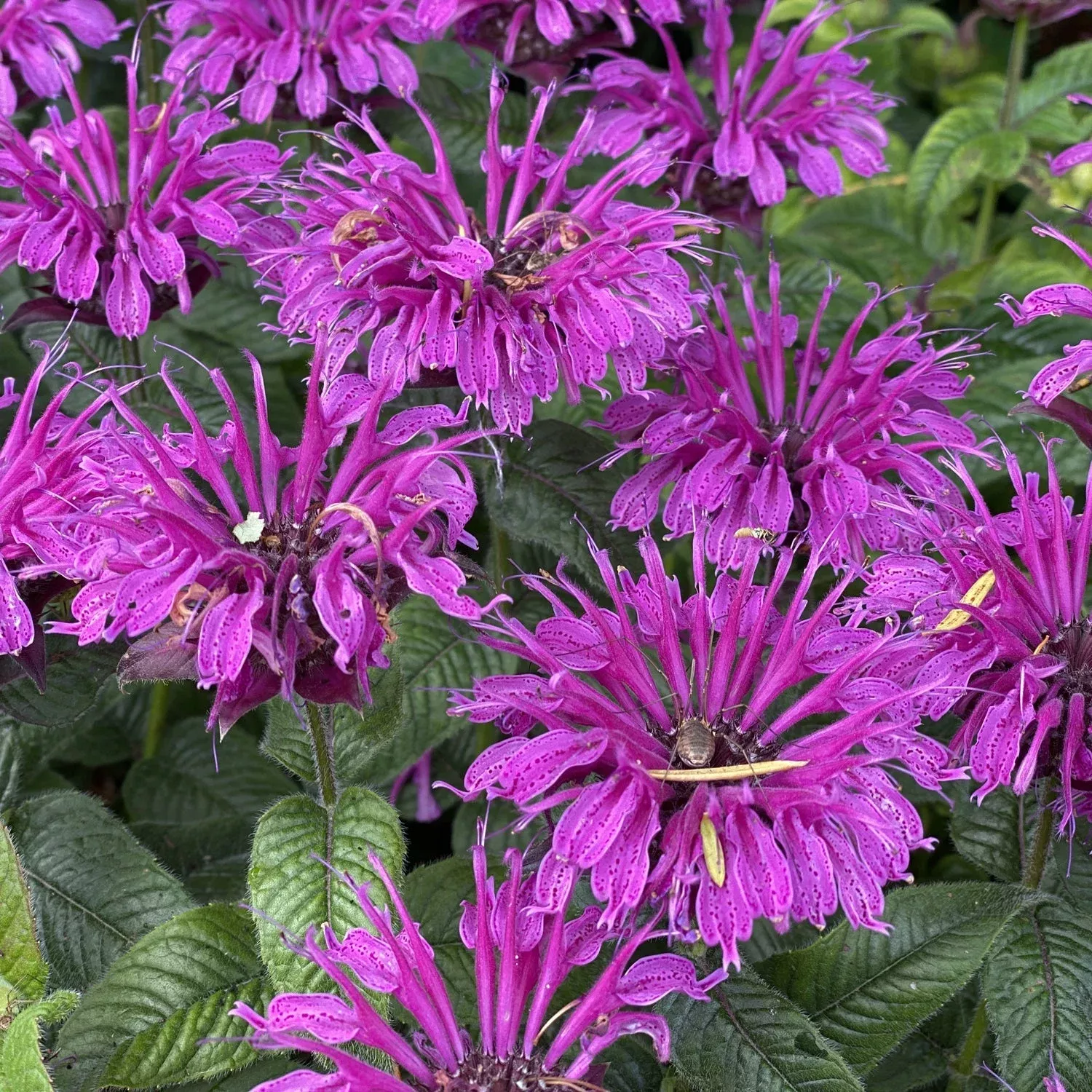 leading-lady-plum-bee-balm-monarda 'Leading Lady Plum' Bee Balm (Monarda)