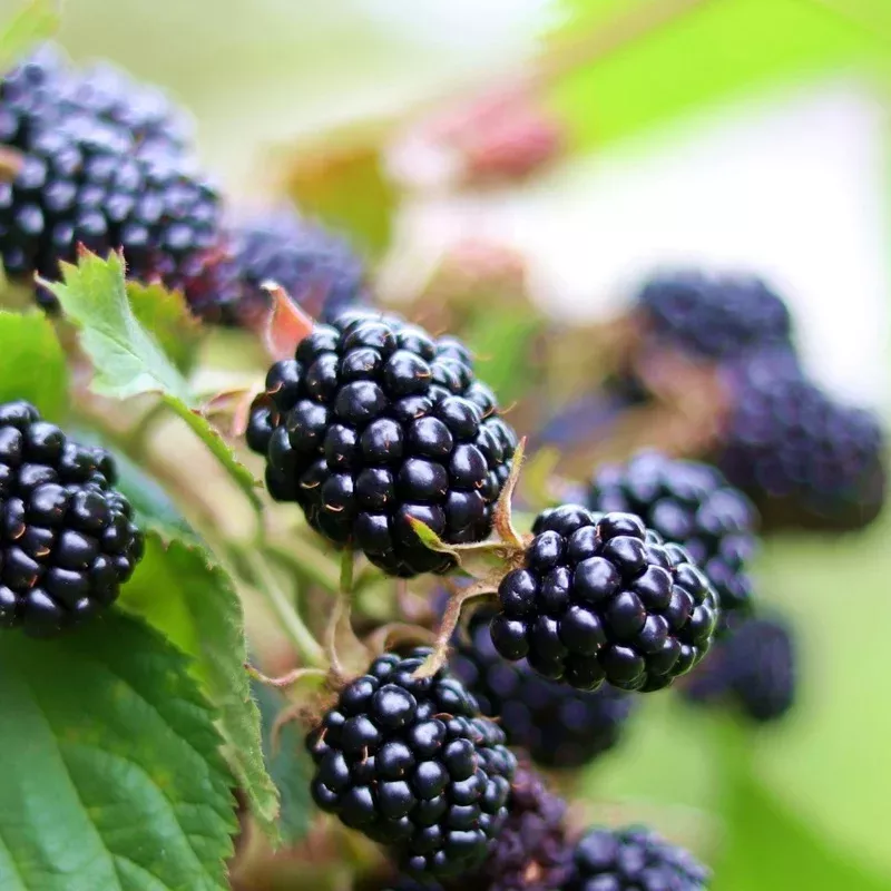 loch-maree-blackberry-plant ‘Loch Maree’ Blackberry Plant