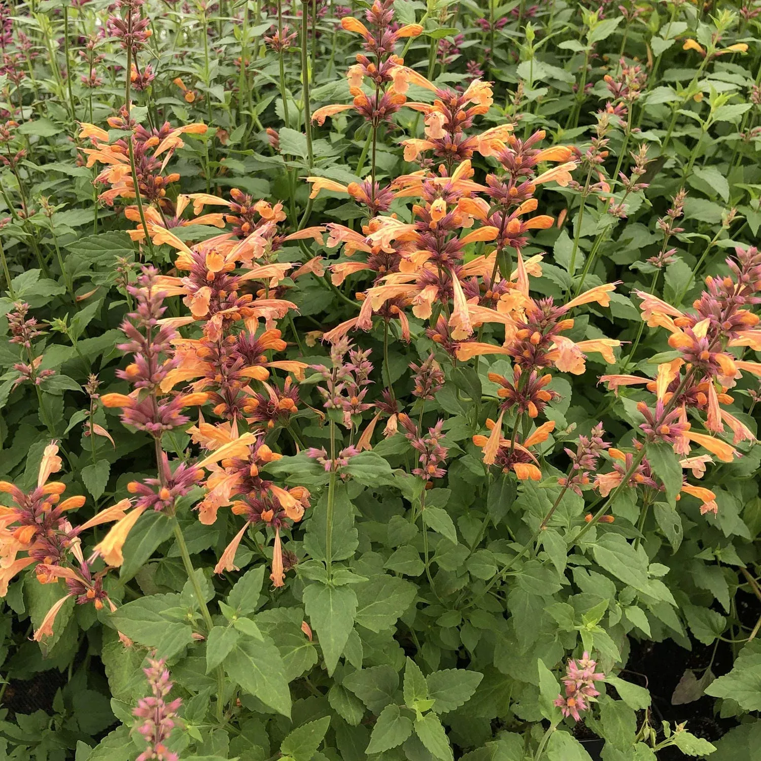 mango-tango-hummingbird-mint-agastache 'Mango Tango' Hummingbird Mint (Agastache)