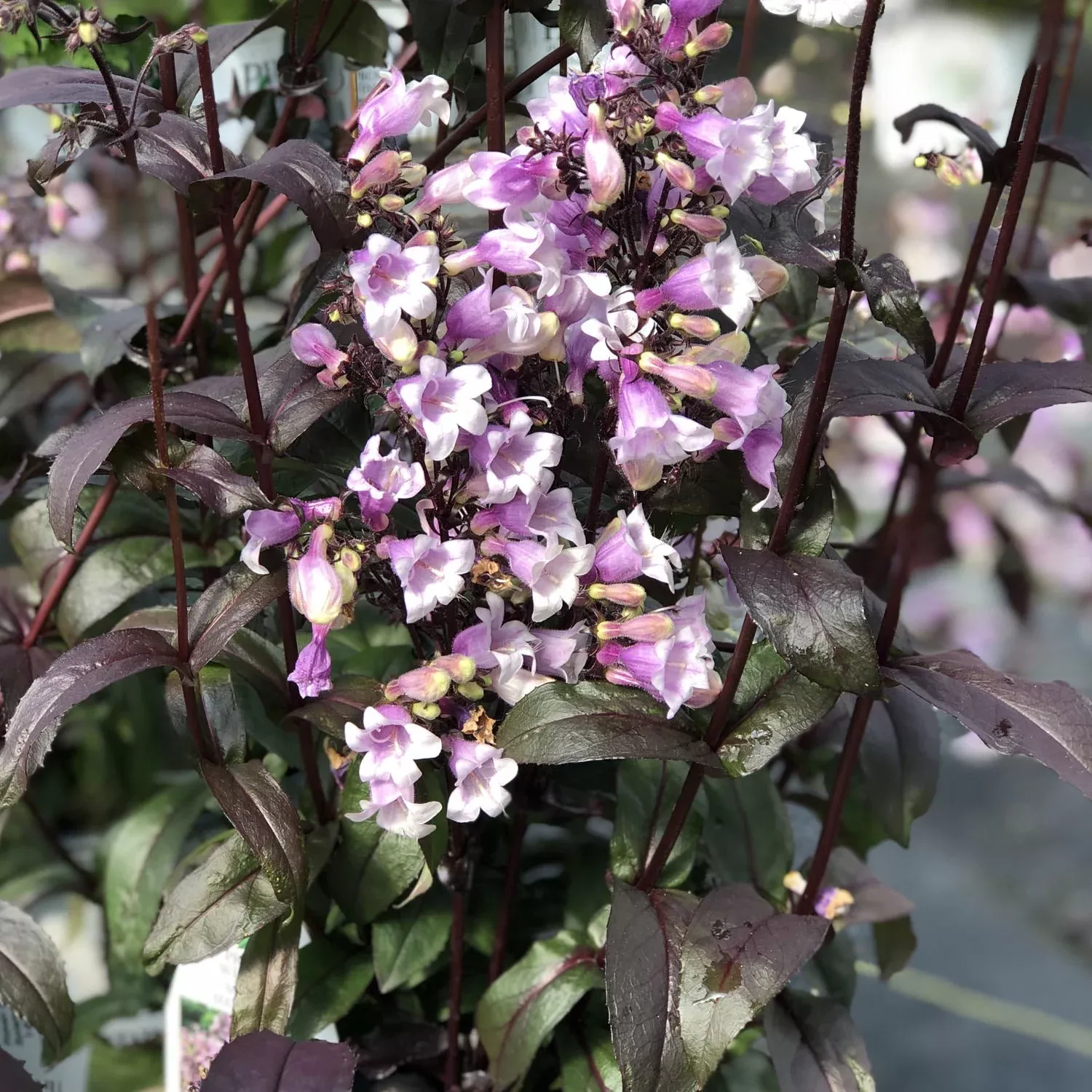 midnight-masquerade-beardtongue-penstemon 'Midnight Masquerade' Beardtongue (Penstemon)