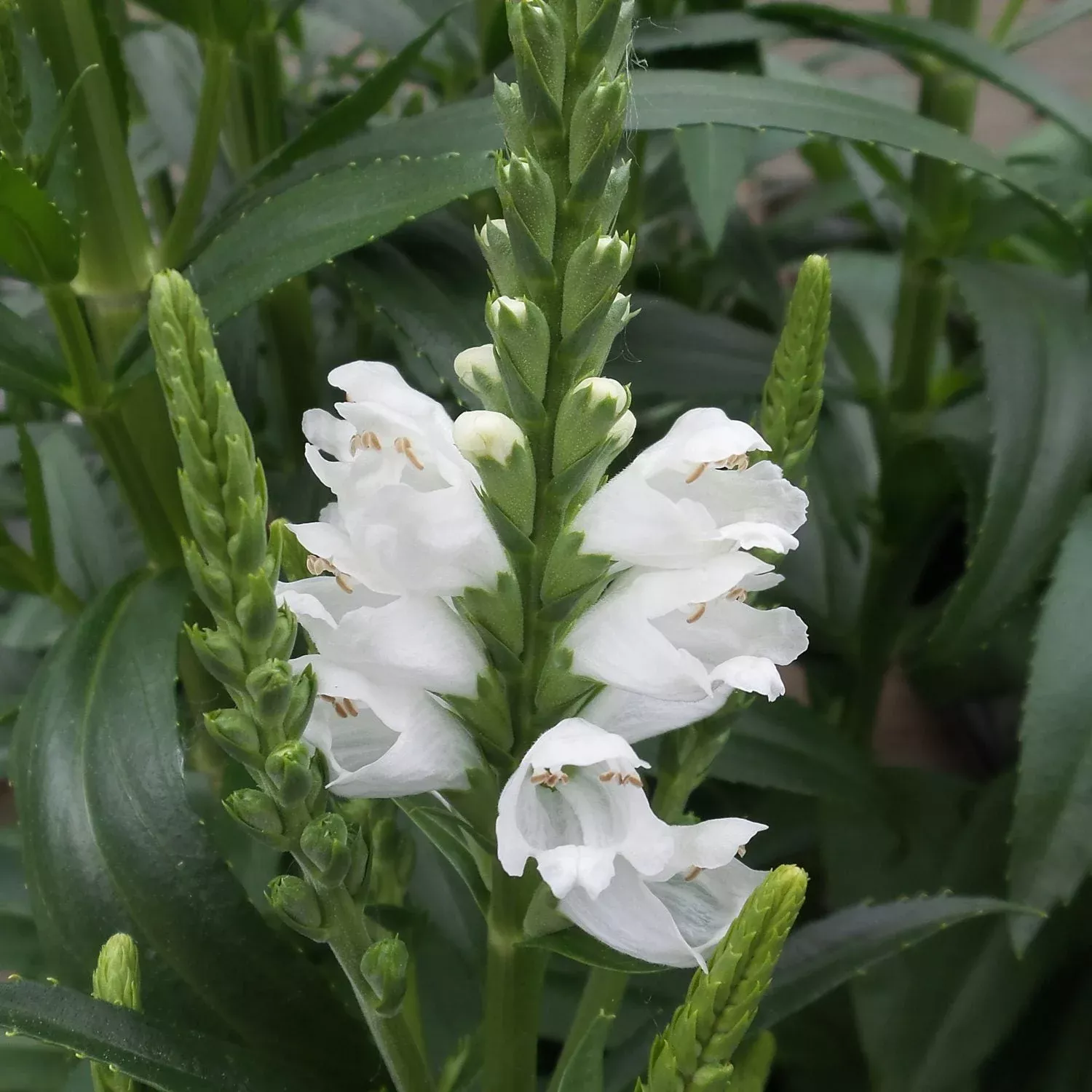 miss-manners-obedient-plant-physostegia 'Miss Manners' Obedient Plant (Physostegia)