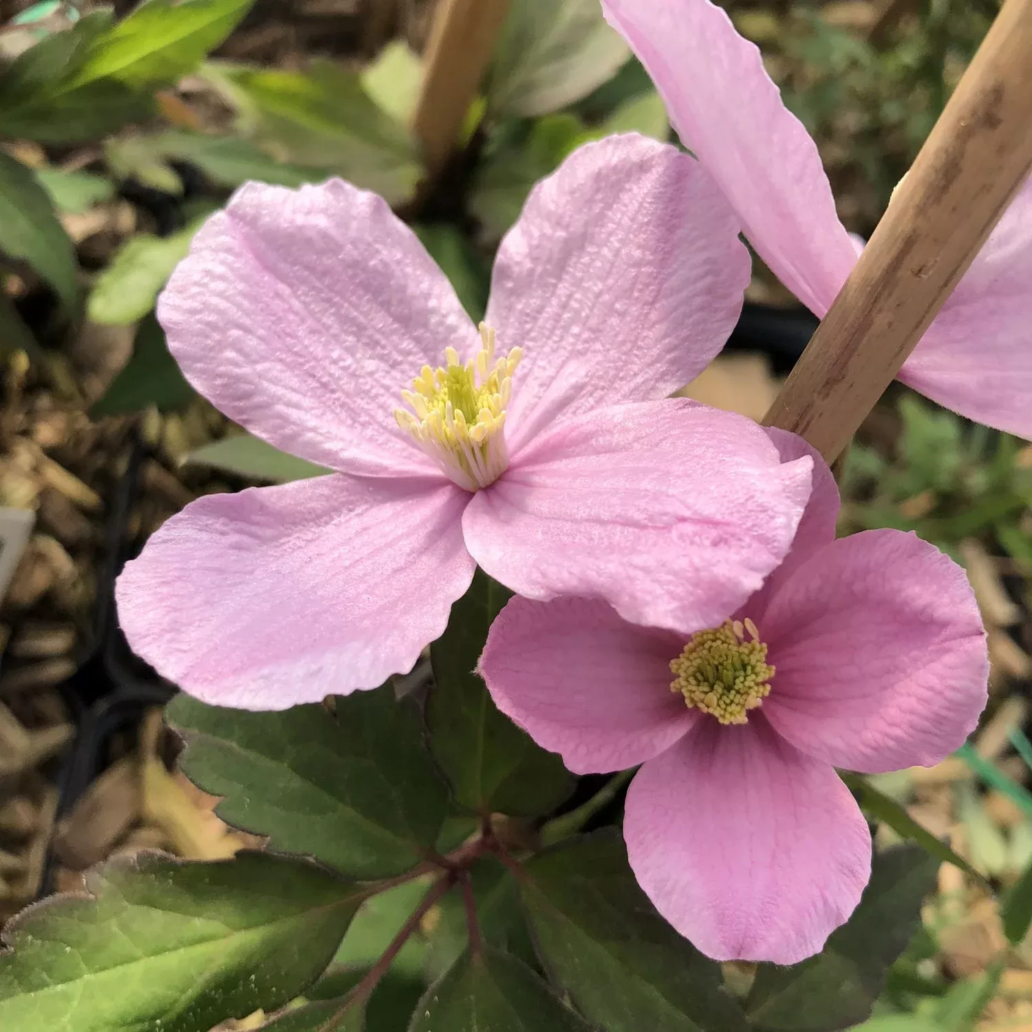 montana-mayleen-clematis 'Montana Mayleen' Clematis