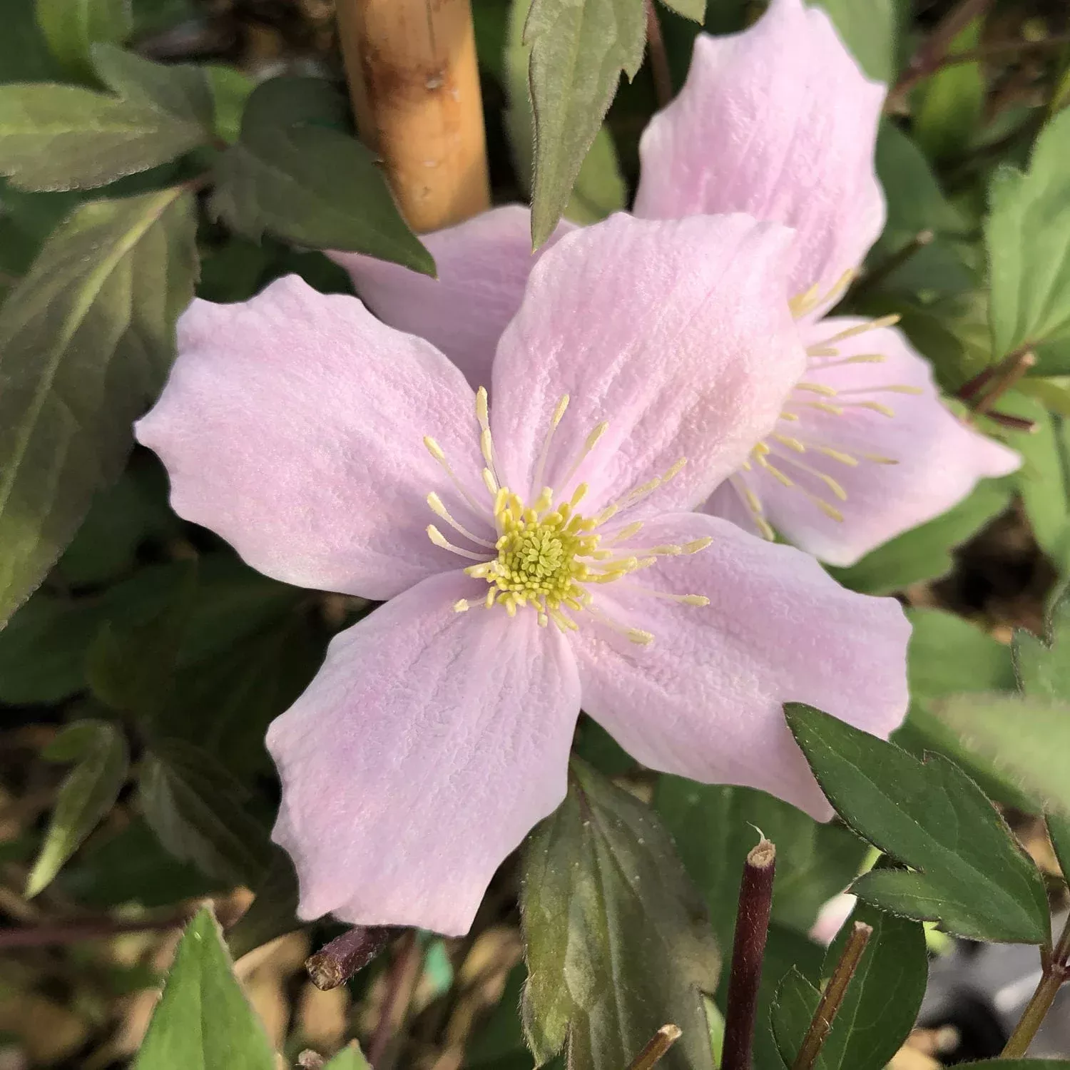 montana-rubens-clematis 'Montana Rubens' Clematis