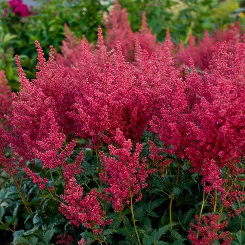 montgomery-japanese-astilbe 'Montgomery' Japanese Astilbe