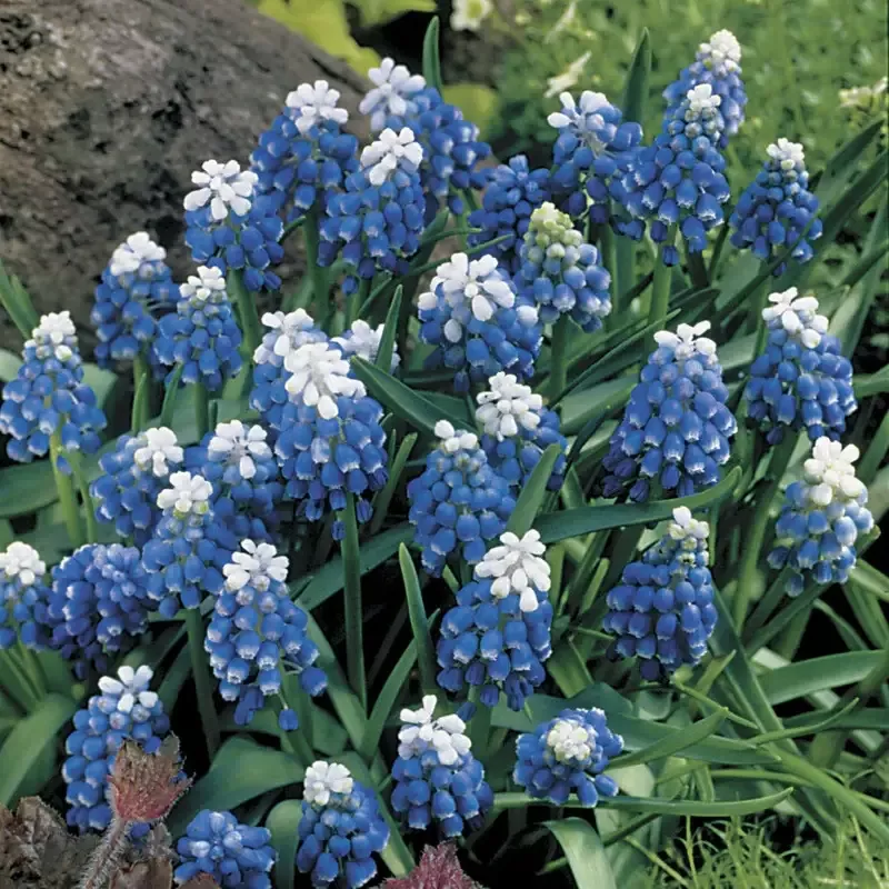 mount-hood-grape-hyacinth-bulbs ‘Mount Hood’ Grape Hyacinth Bulbs