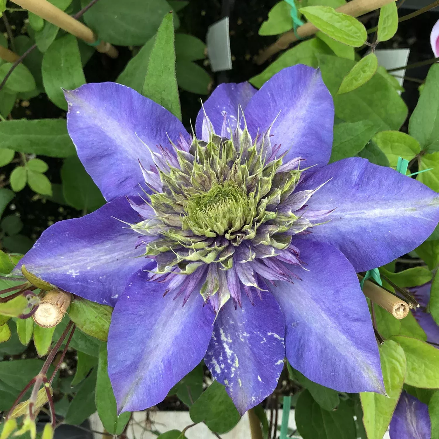 multi-blue-clematis 'Multi-Blue' Clematis