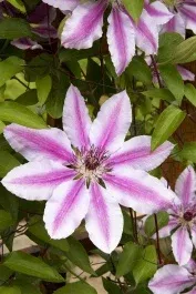 nelly-moser-clematis 'Nelly Moser' Clematis