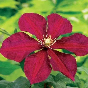 niobe-clematis 'Niobe' Clematis