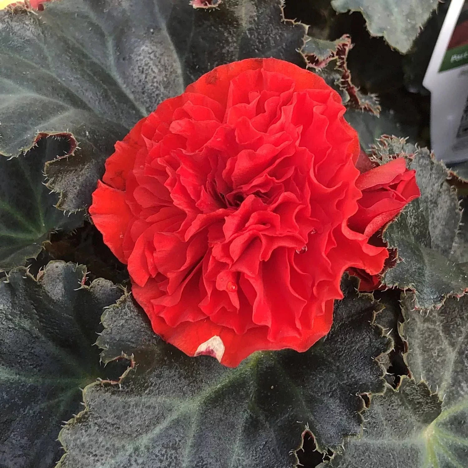 nonstop-mocca-scarlet-tuberous-begonia Nonstop Mocca Scarlet Tuberous Begonia