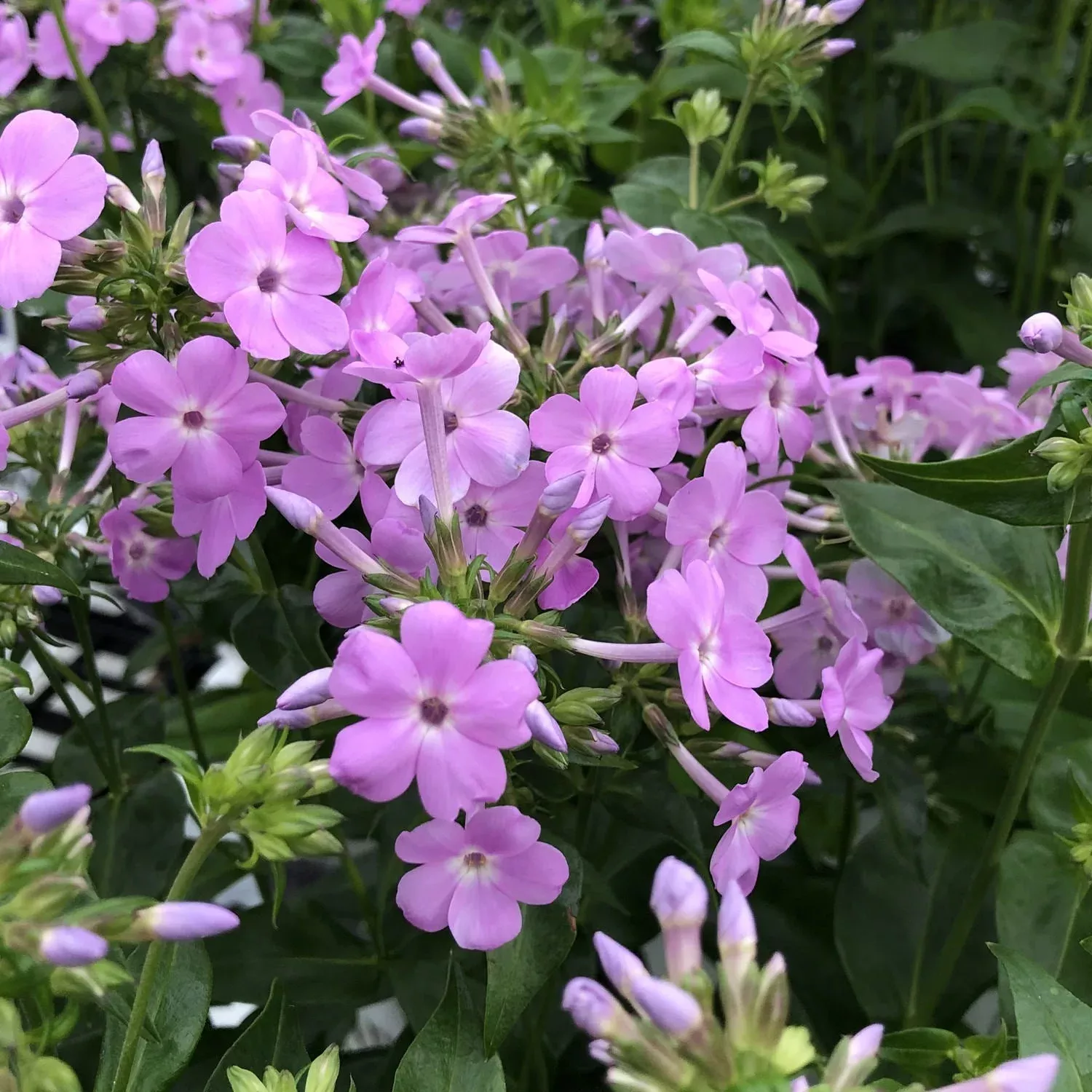opening-act-blush-hybrid-phlox 'Opening Act Blush' Hybrid Phlox