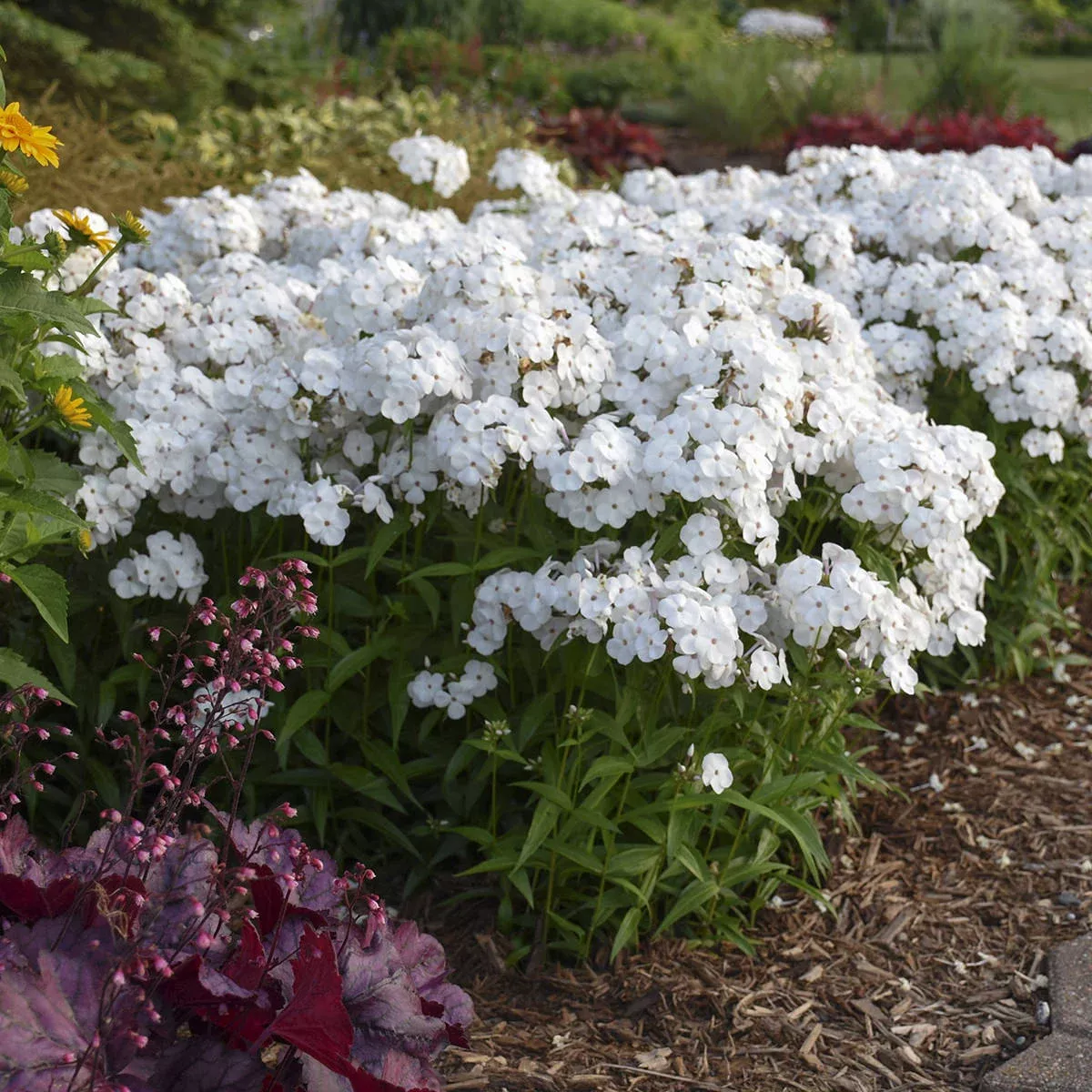 opening-act-white-hybrid-phlox 'Opening Act White' Hybrid Phlox