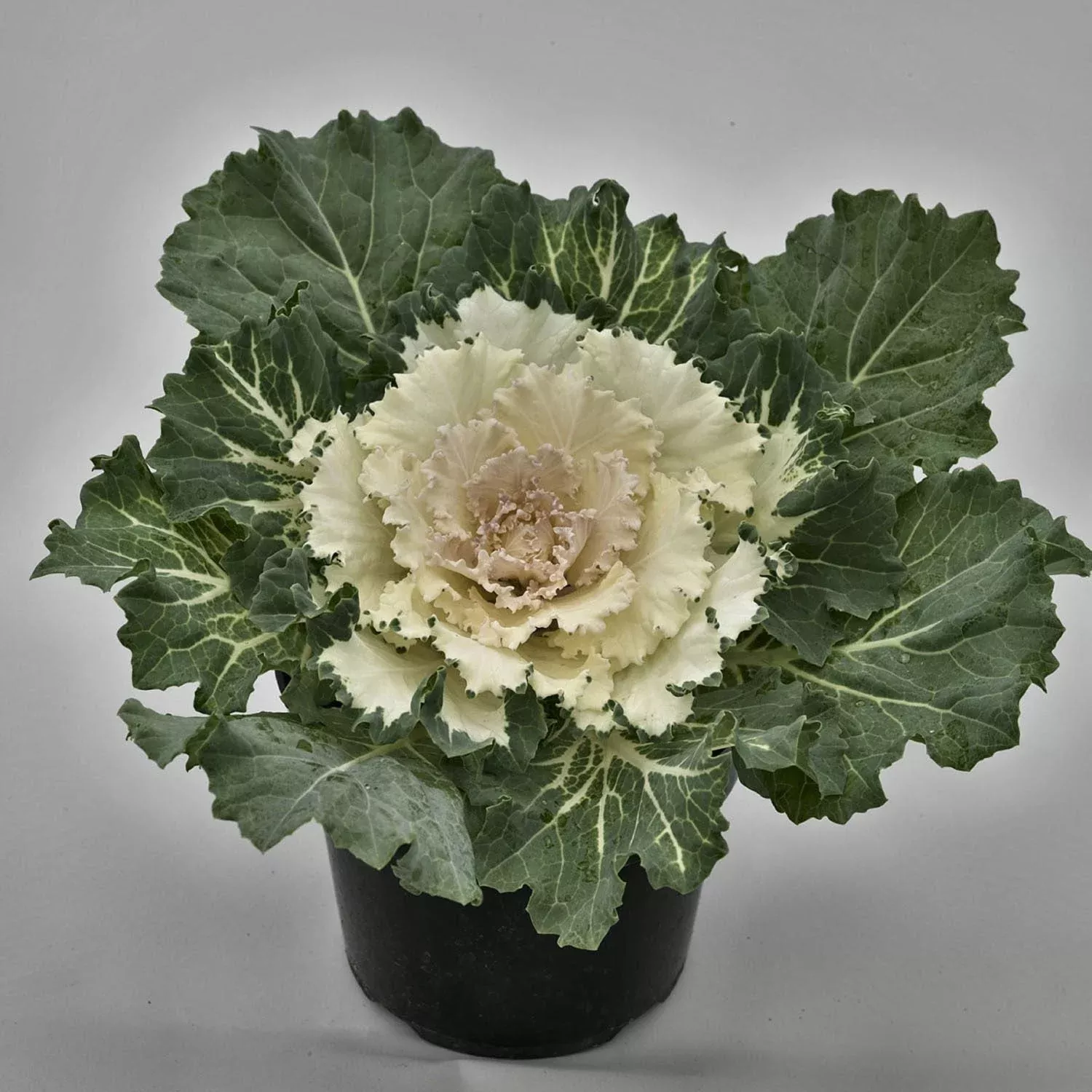 osaka-white-flowering-kale-brassica 'Osaka White' Flowering Kale (Brassica)