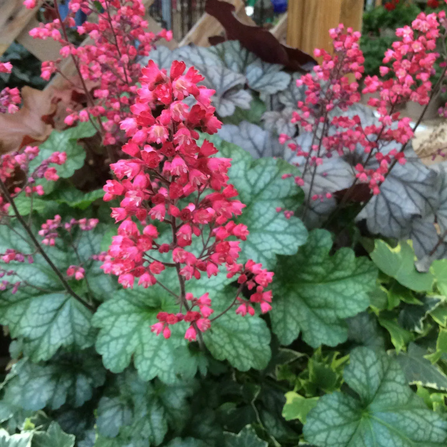 paris-coral-bells-heuchera 'Paris' Coral Bells (Heuchera)