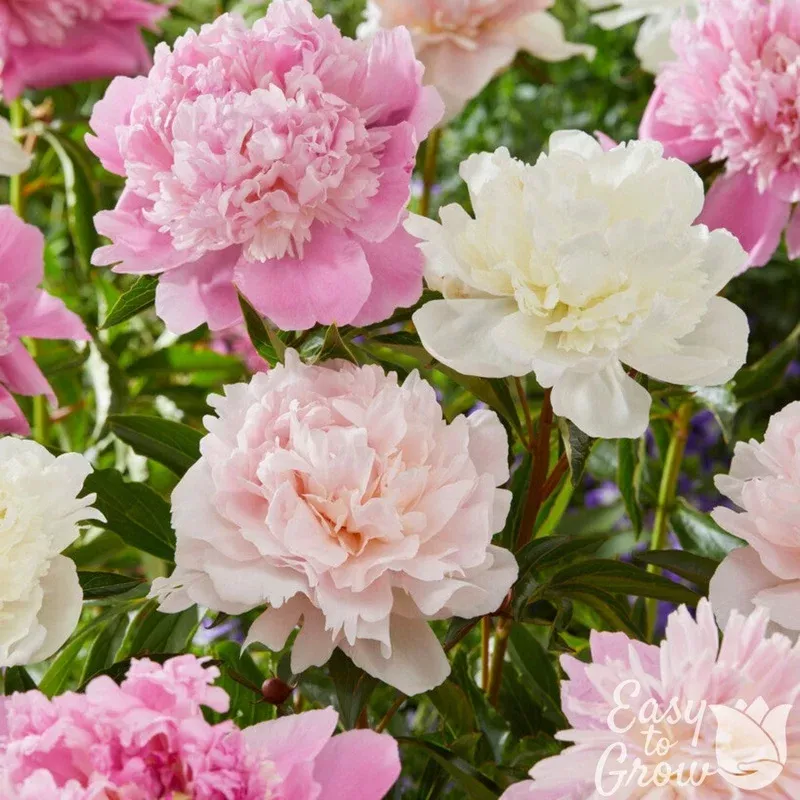 peony-pastel-collection Peony – Pastel Collection