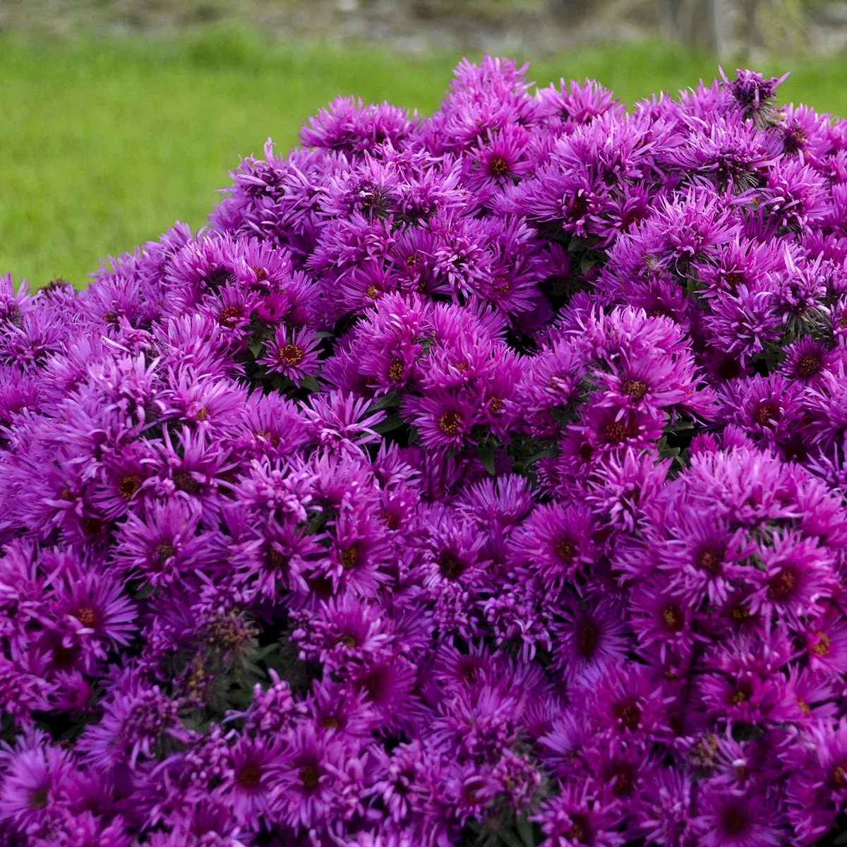 pink-crush-new-england-aster 'Pink Crush' New England Aster