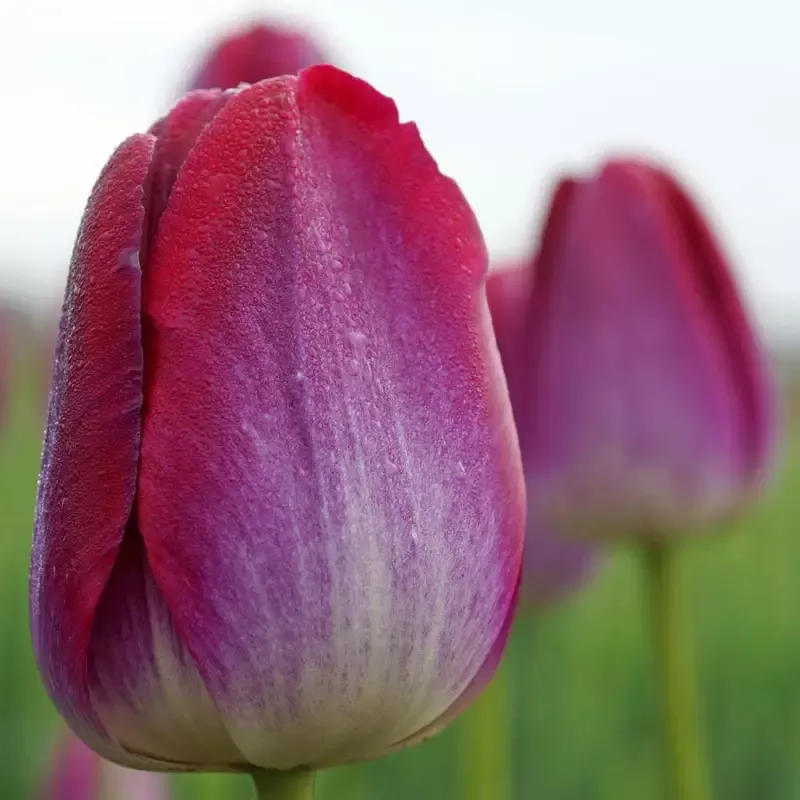 pittsburgh-triumph-tulip-bulbs ‘Pittsburgh Triumph’ Tulip Bulbs