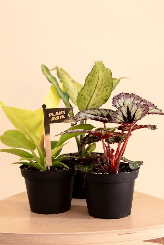 plant-mom-garden-gift ‘Plant Mom’ Garden Gift