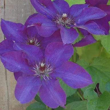 president-clematis 'The President' Clematis