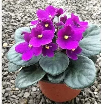 purple-african-violet-flower-seeds-planting Purple African Violet Flower seeds for Planting