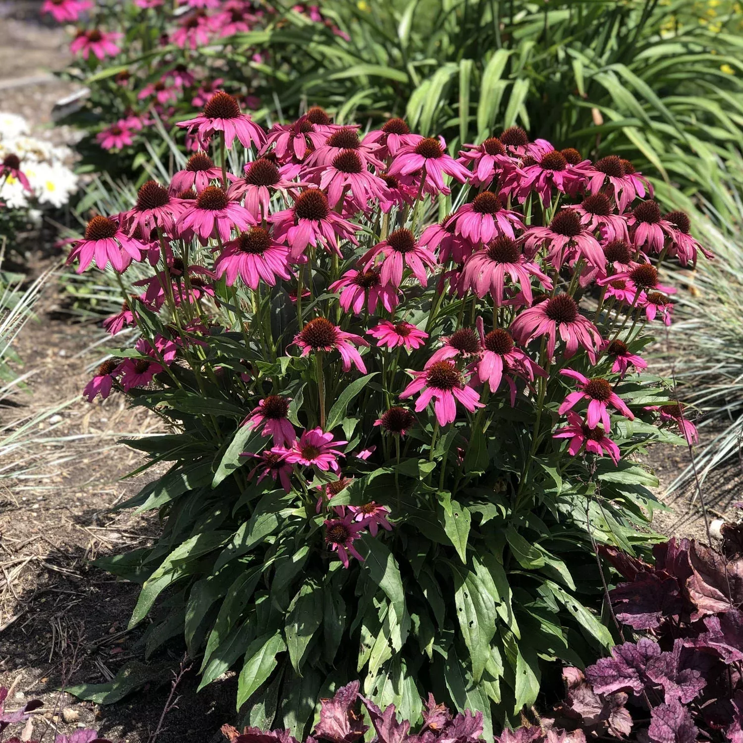 purple-emperor-coneflower-echinacea 'Purple Emperor' Coneflower (Echinacea)