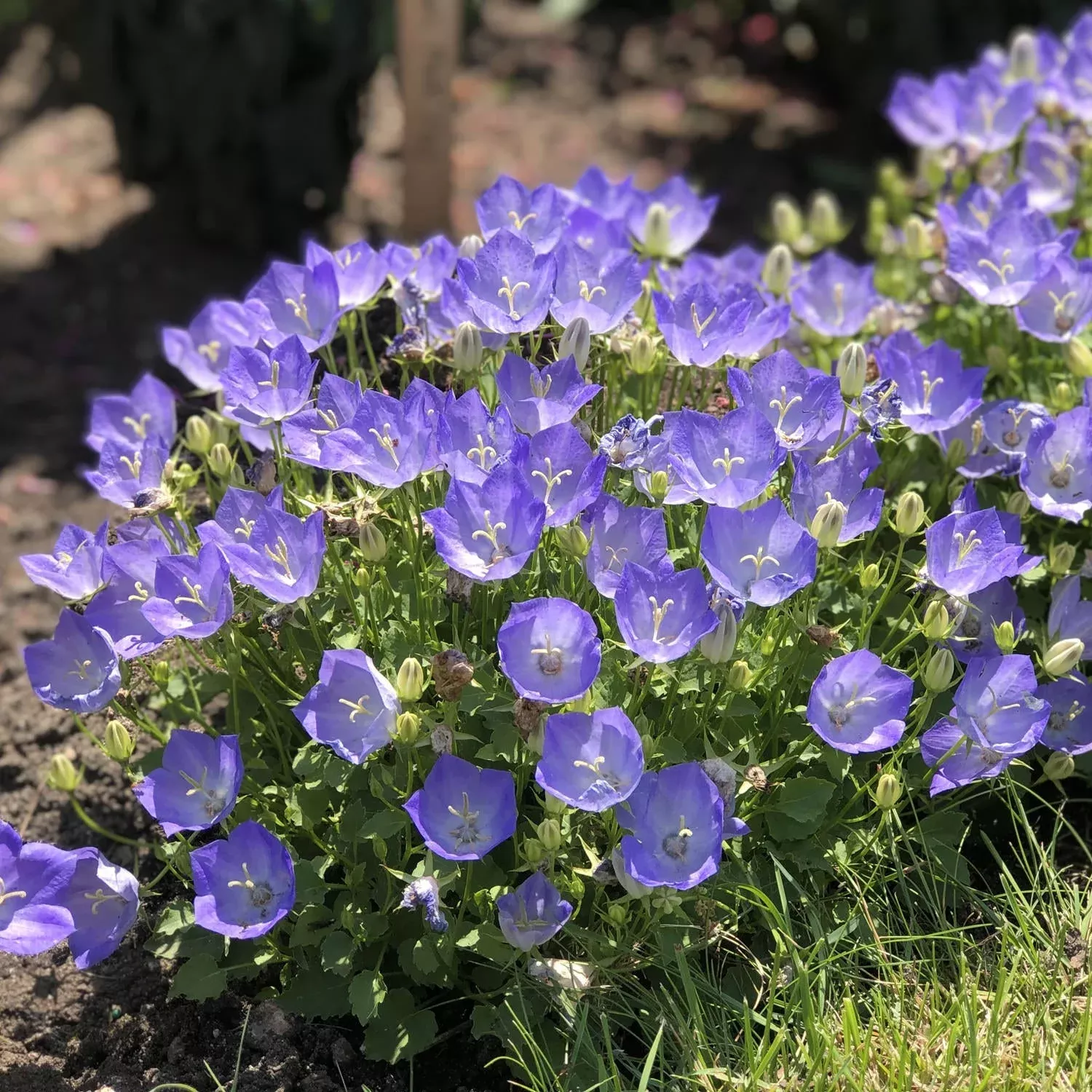 rapido-blue-bellflower-campanula 'Rapido Blue' Bellflower (Campanula)