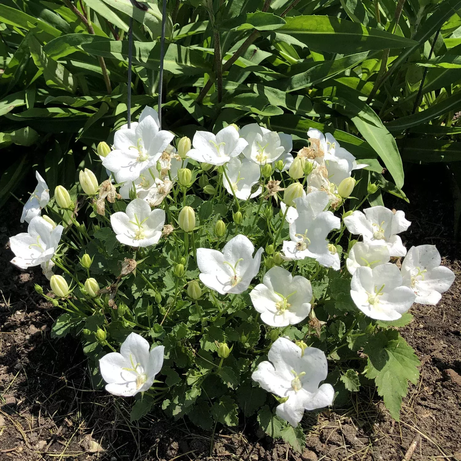 rapido-white-bellflower-campanula 'Rapido White' Bellflower (Campanula)