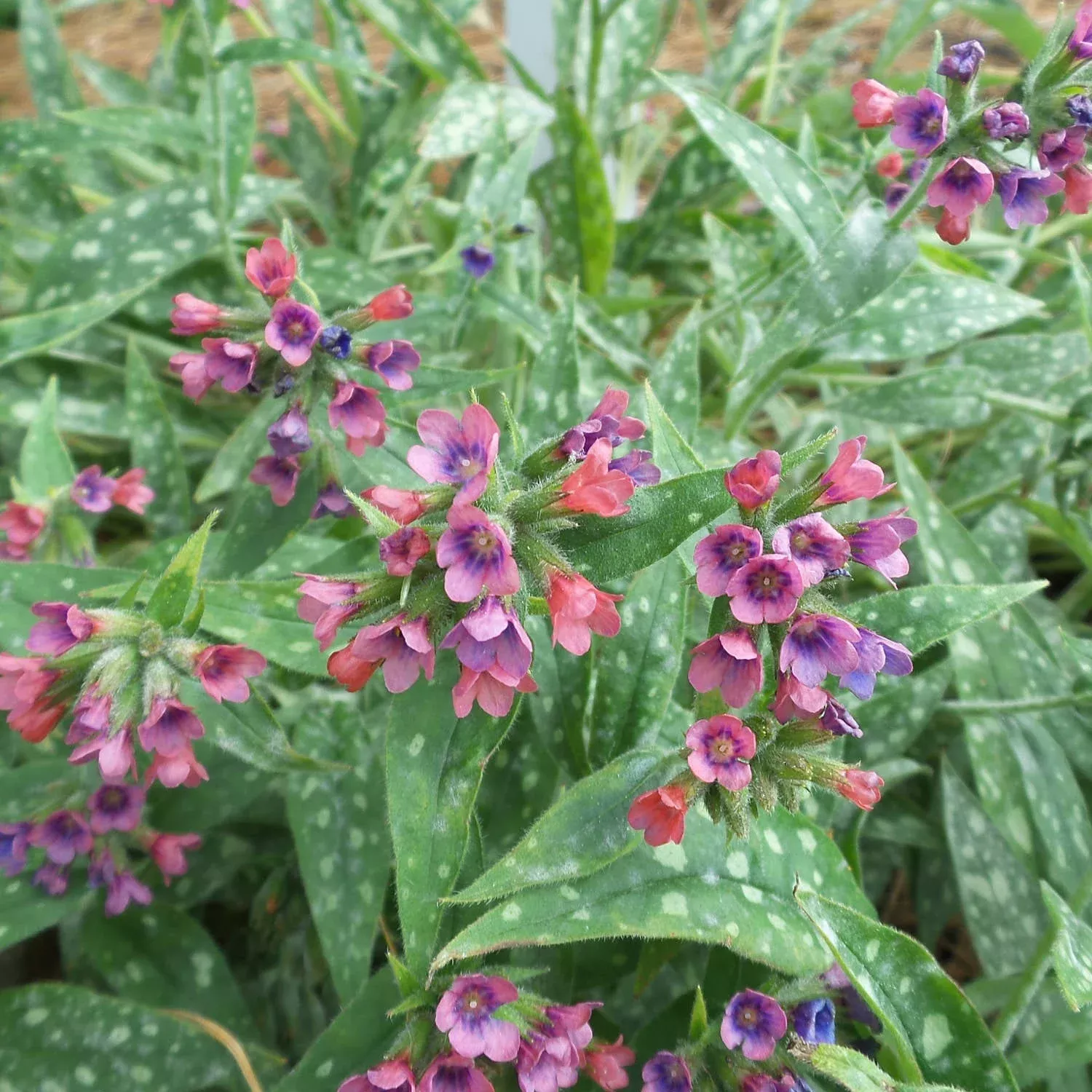 raspberry-splash-lungwort-pulmonaria 'Raspberry Splash' Lungwort (Pulmonaria)