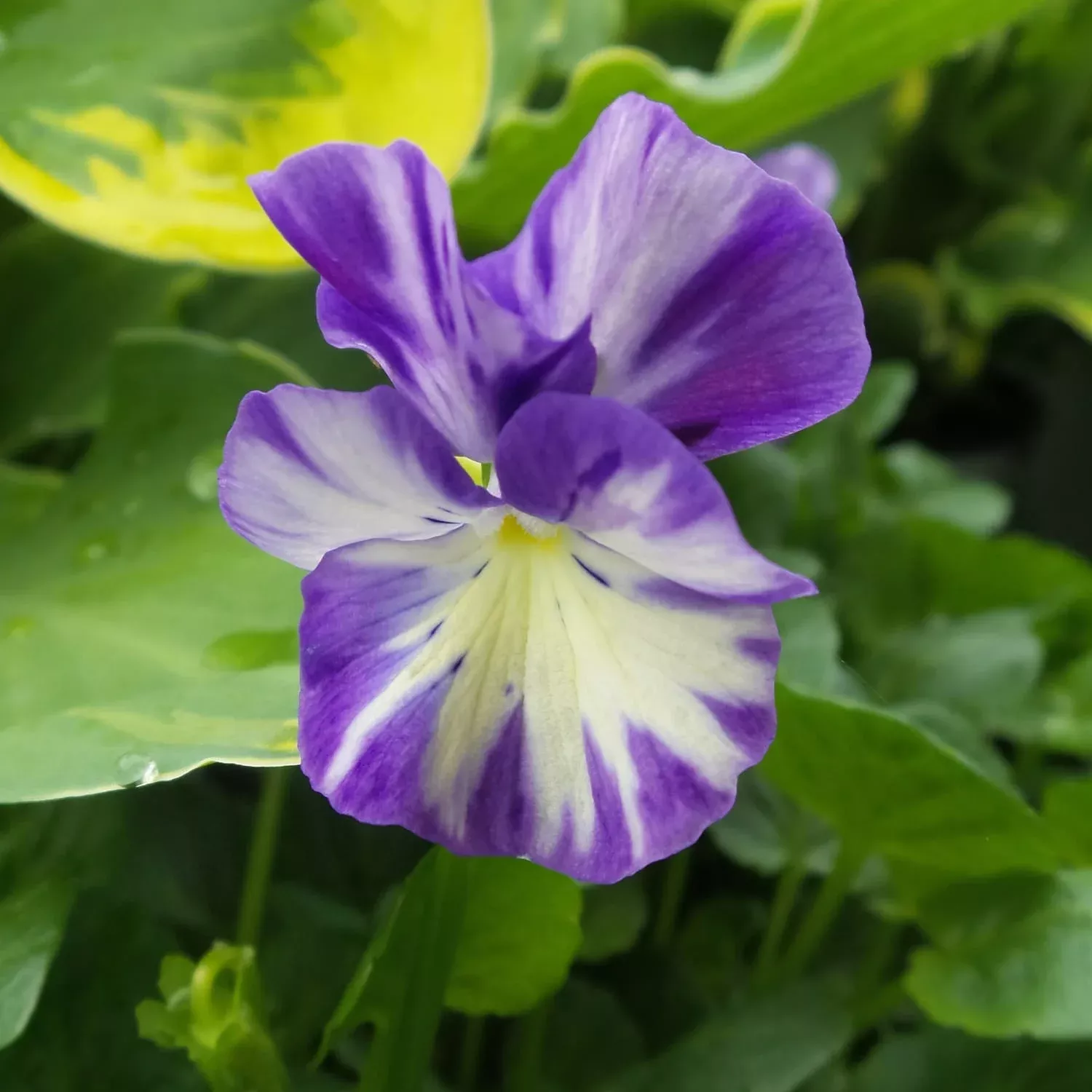 rebecca-cawthorne-perennial-violet-viola 'Rebecca Cawthorne' Perennial Violet (Viola)