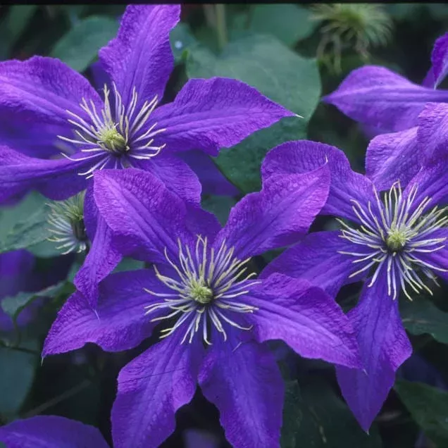rhapsody-clematis 'Rhapsody' Clematis