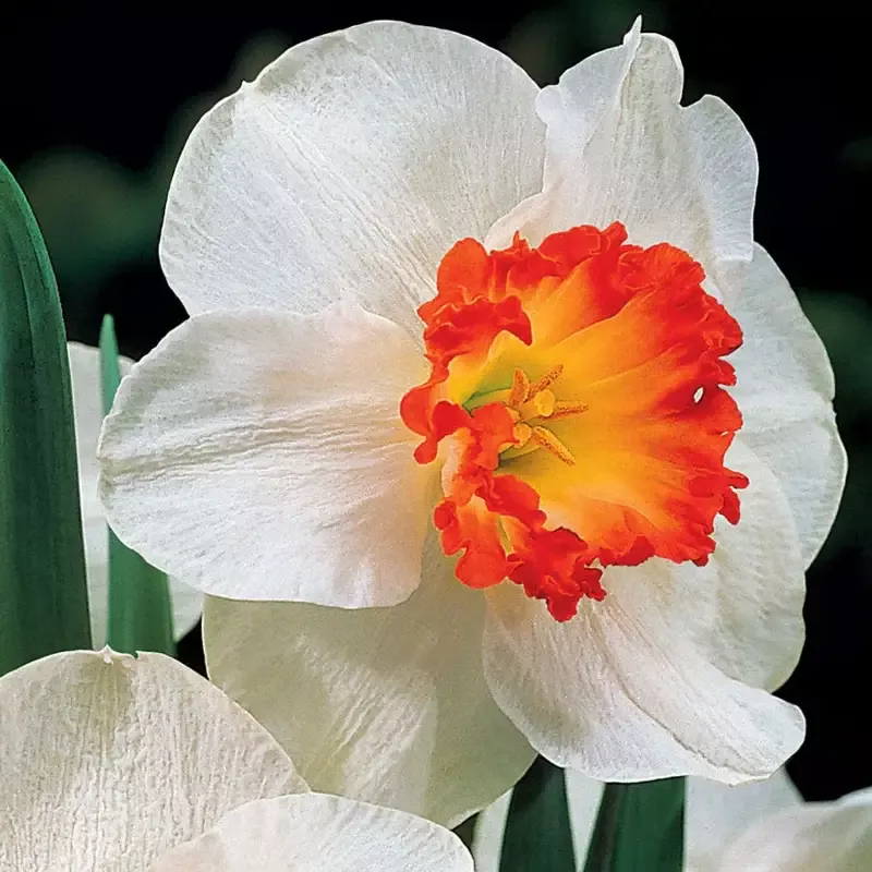 ring-fire-daffodil-bulbs ‘Ring of Fire’ Daffodil Bulbs