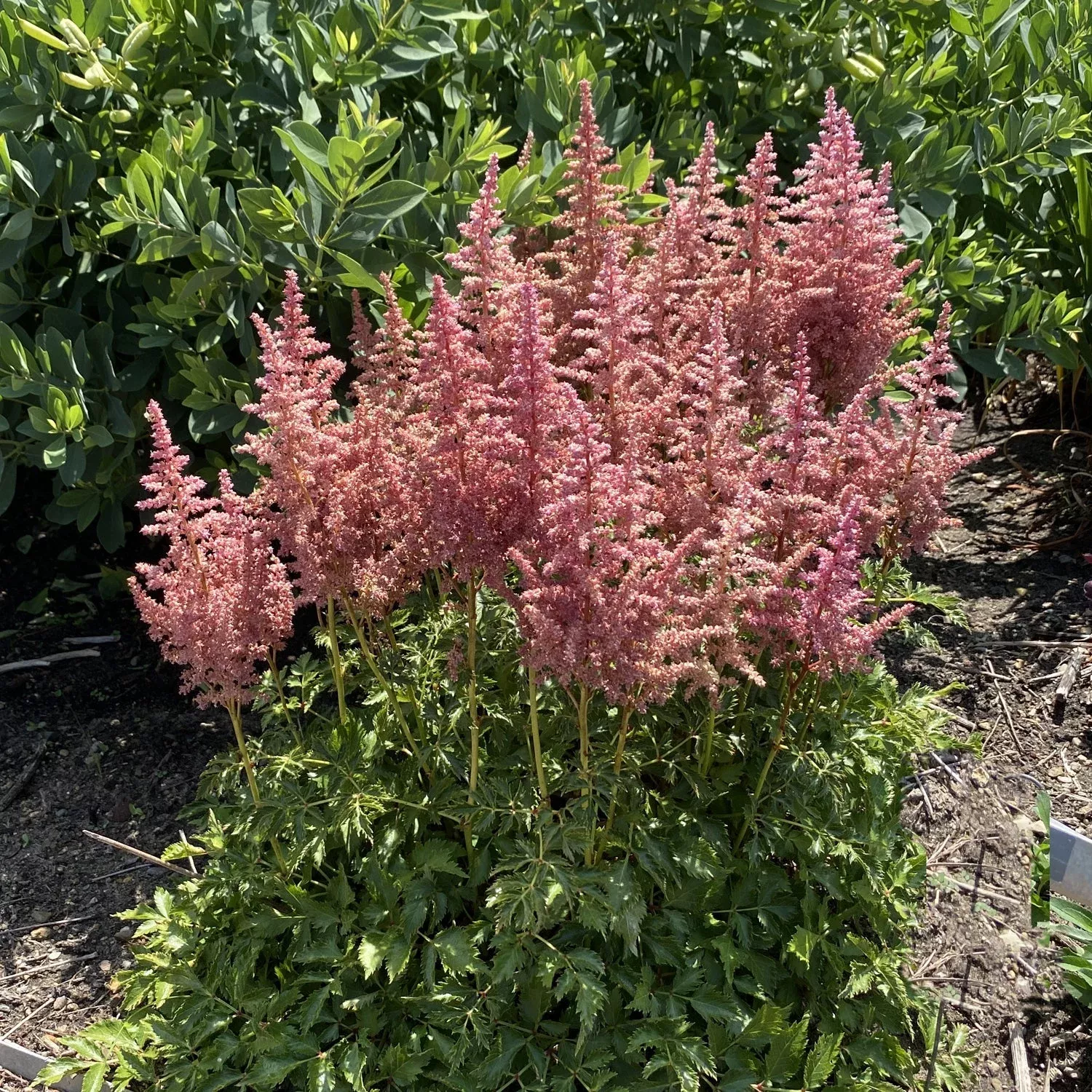 rise-shine-chinese-astilbe 'Rise and Shine' Chinese Astilbe