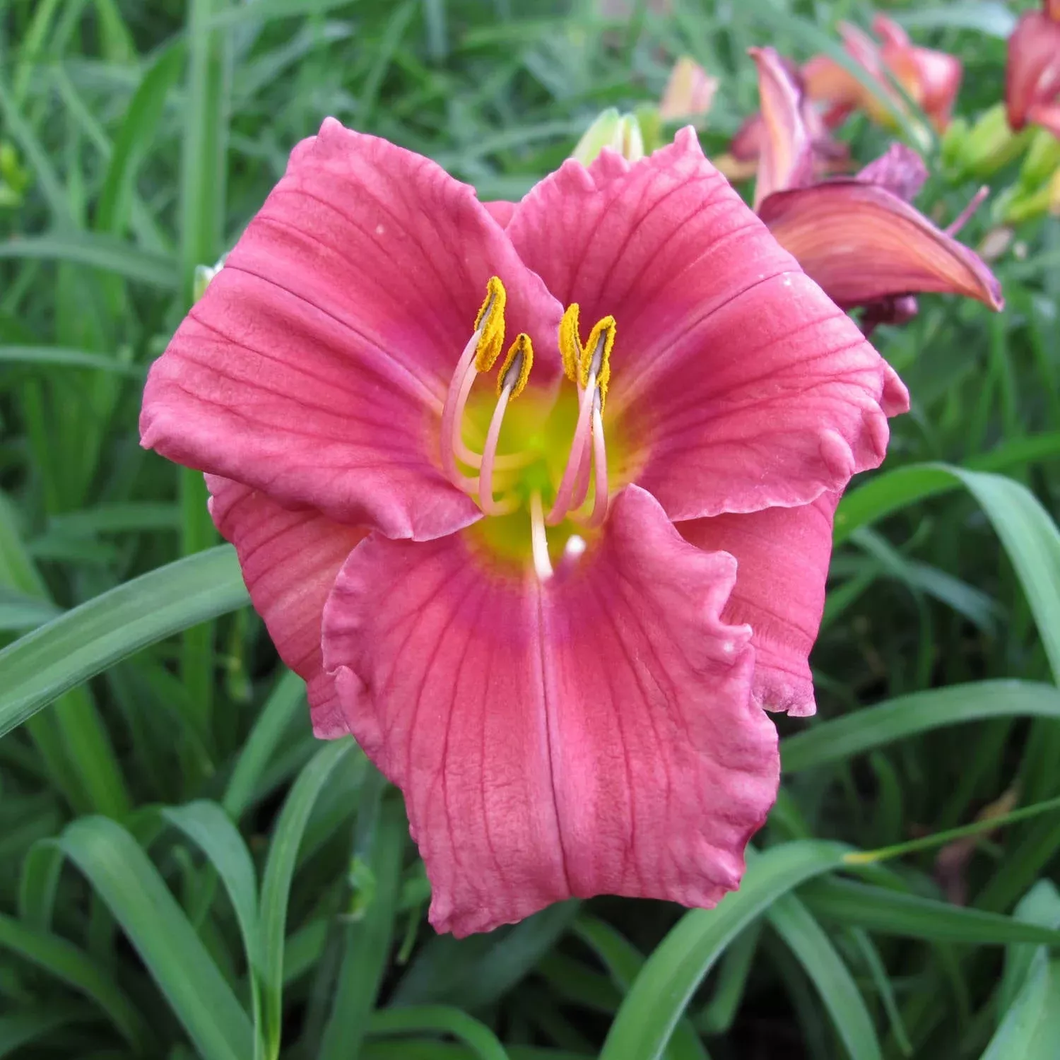 rosy-returns-daylily-hemerocallis 'Rosy Returns' Daylily (Hemerocallis)
