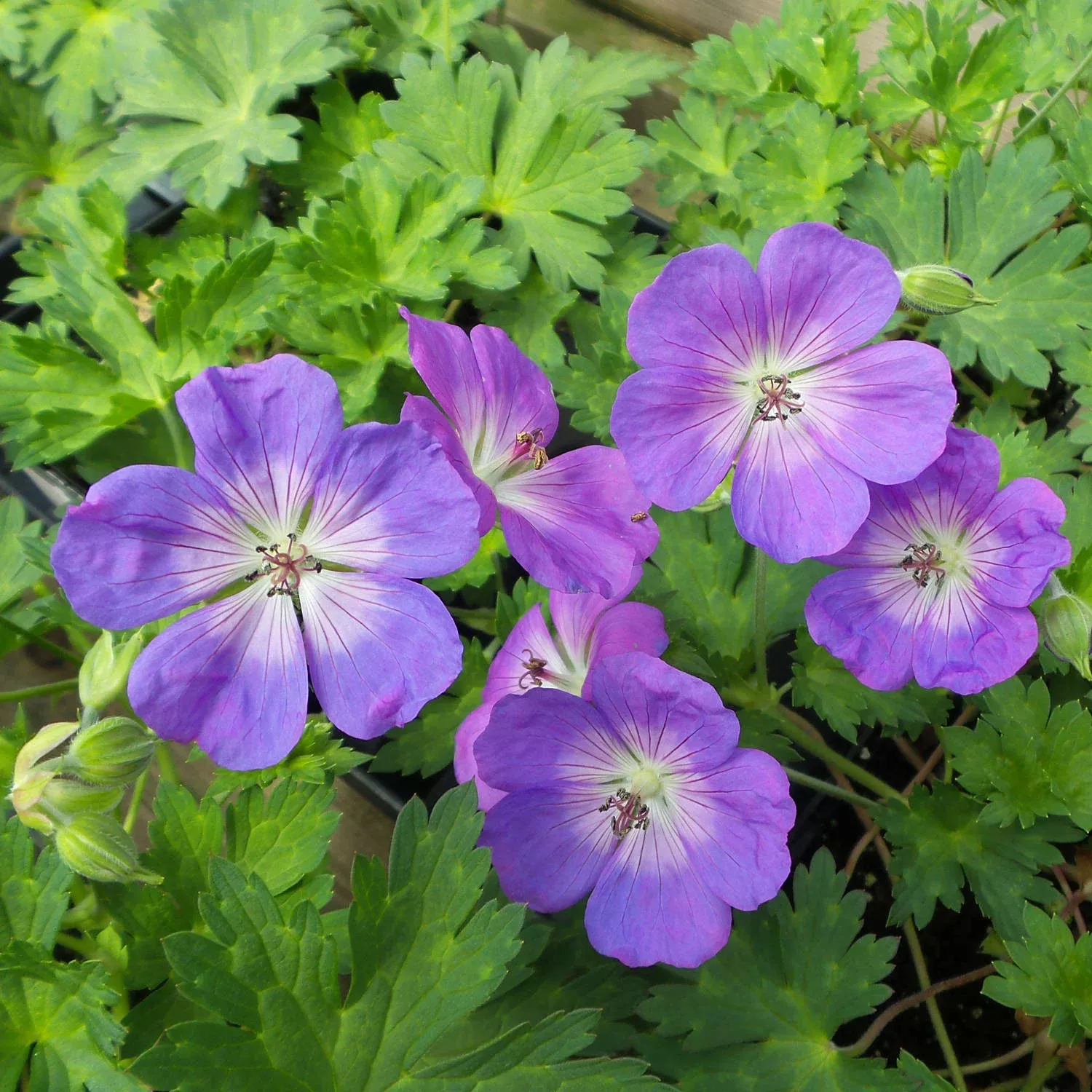 rozanne-cranesbill-geranium 'Rozanne' Cranesbill (Geranium)