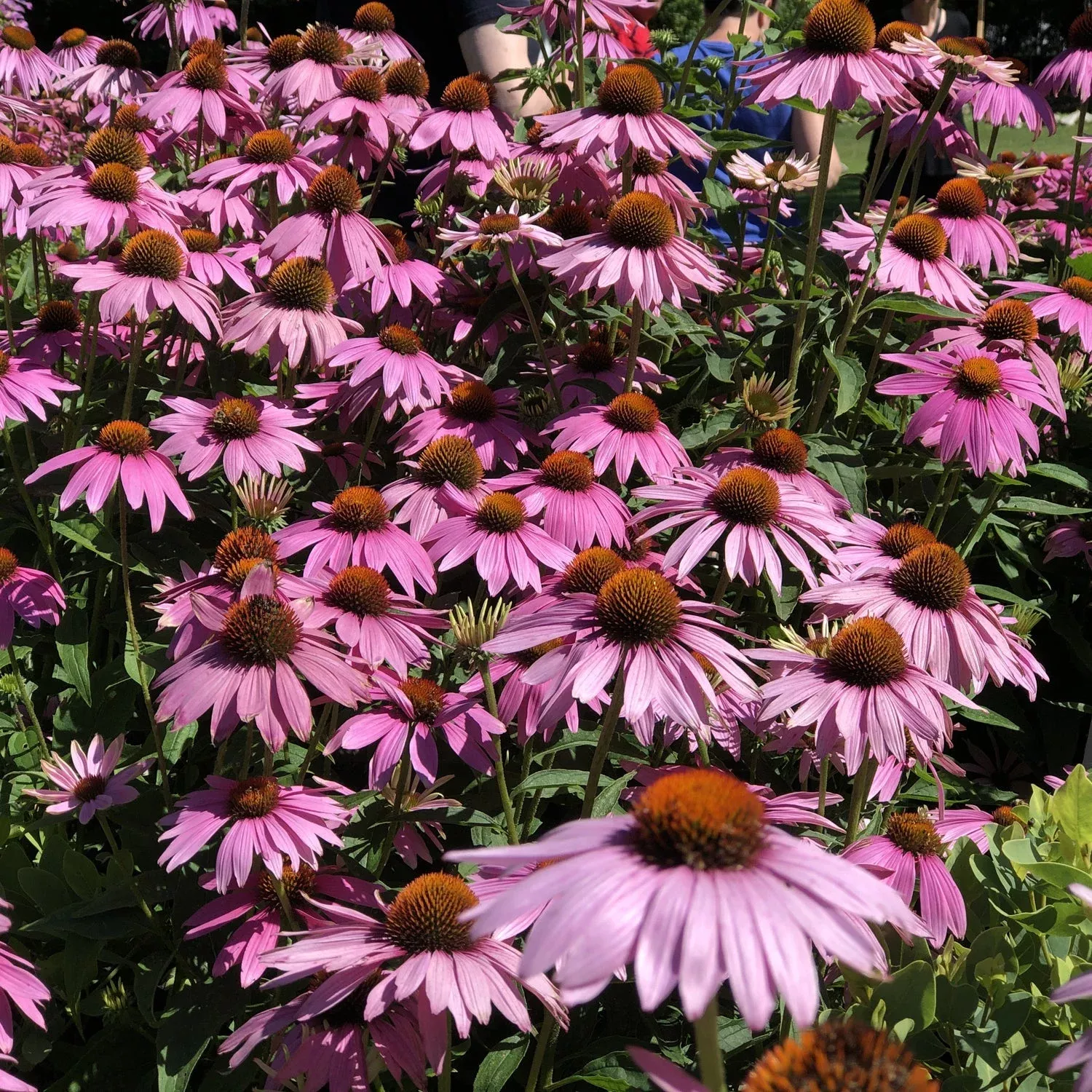 ruby-giant-coneflower-echinacea 'Ruby Giant' Coneflower (Echinacea)