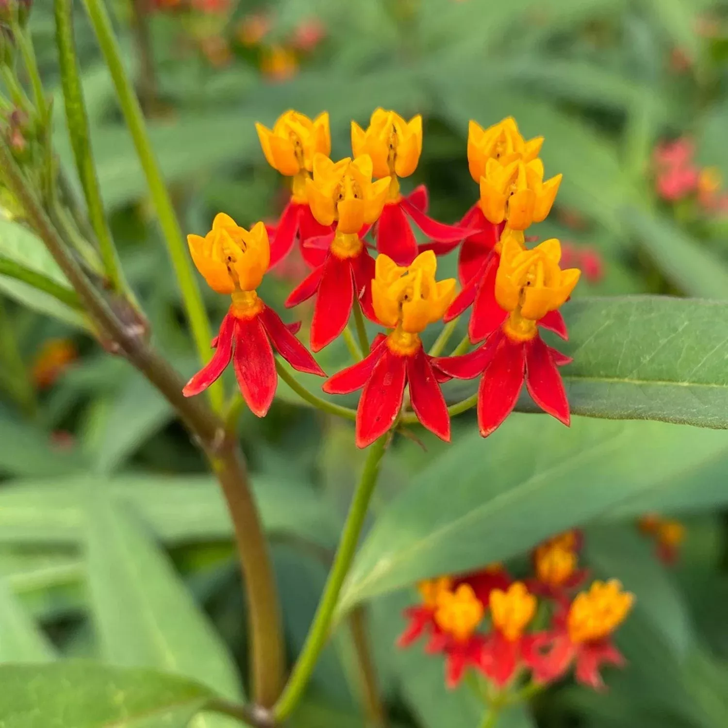 silky-red-deep-milkweed-asclepias 'Silky Red Deep' Milkweed (Asclepias)