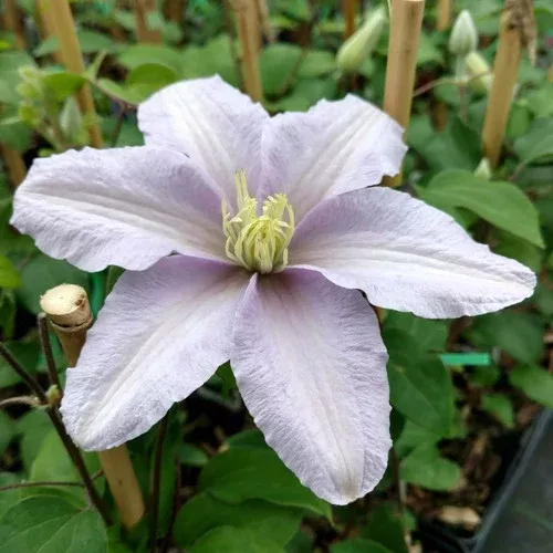 silver-moon-clematis 'Silver Moon' Clematis