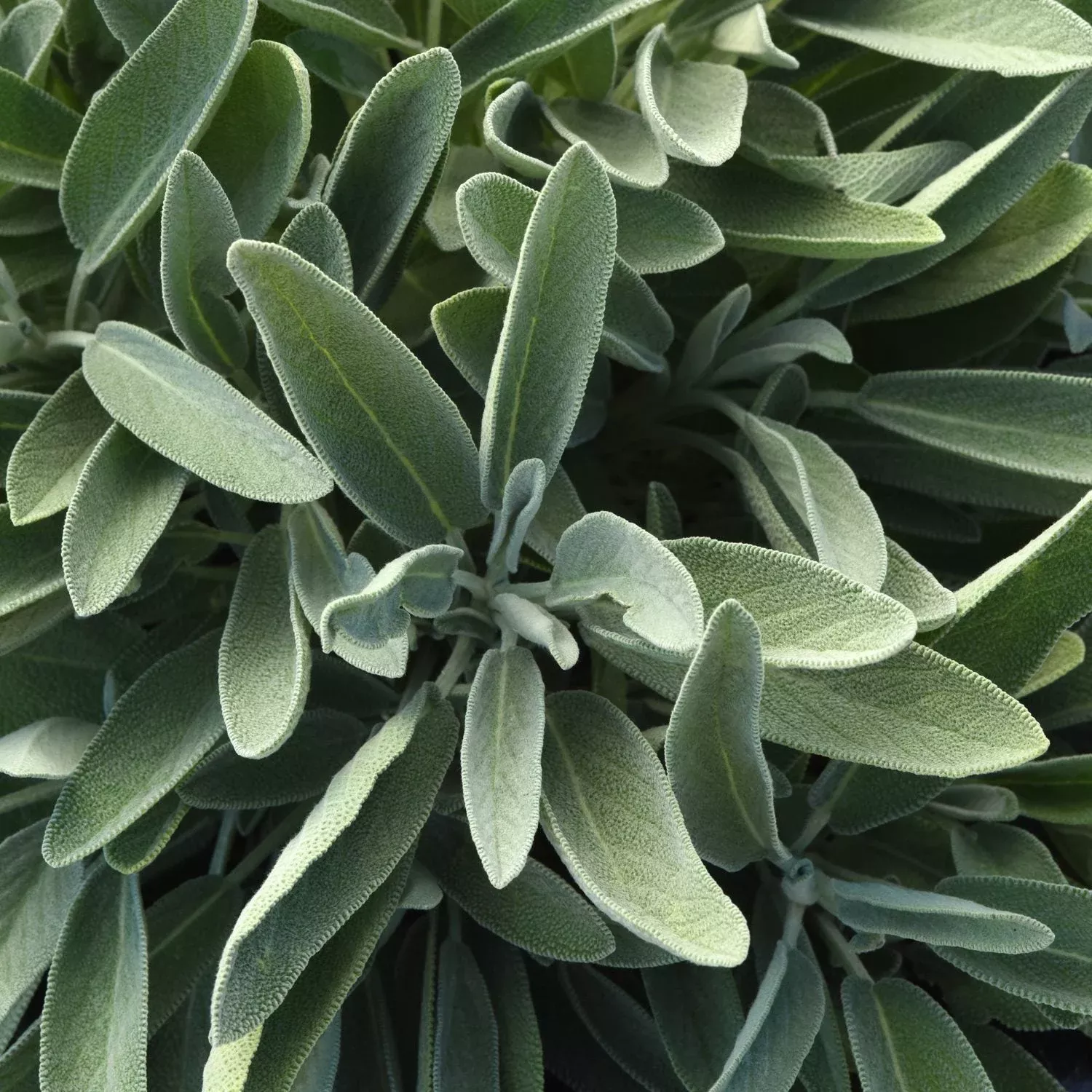 silver-scent-perennial-salvia 'Silver Scent' Perennial Salvia