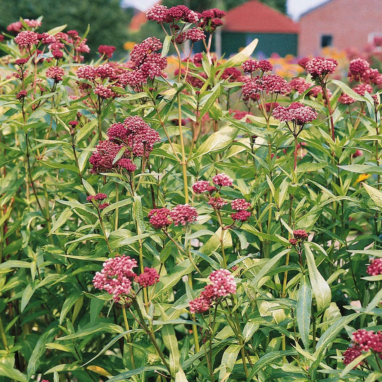soulmate-milkweed-asclepias 'Soulmate' Milkweed (Asclepias)