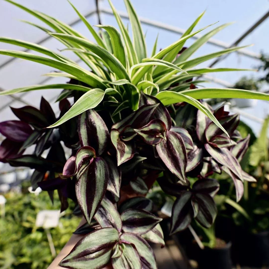 spider-plant-wandering-jew-combo-pot Spider Plant Wandering Jew Combo Pot