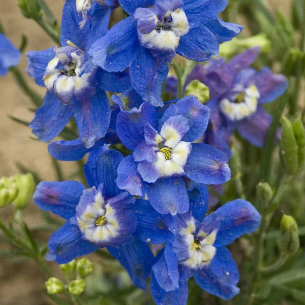 summer-cloud-delphinium 'Summer Cloud' Delphinium