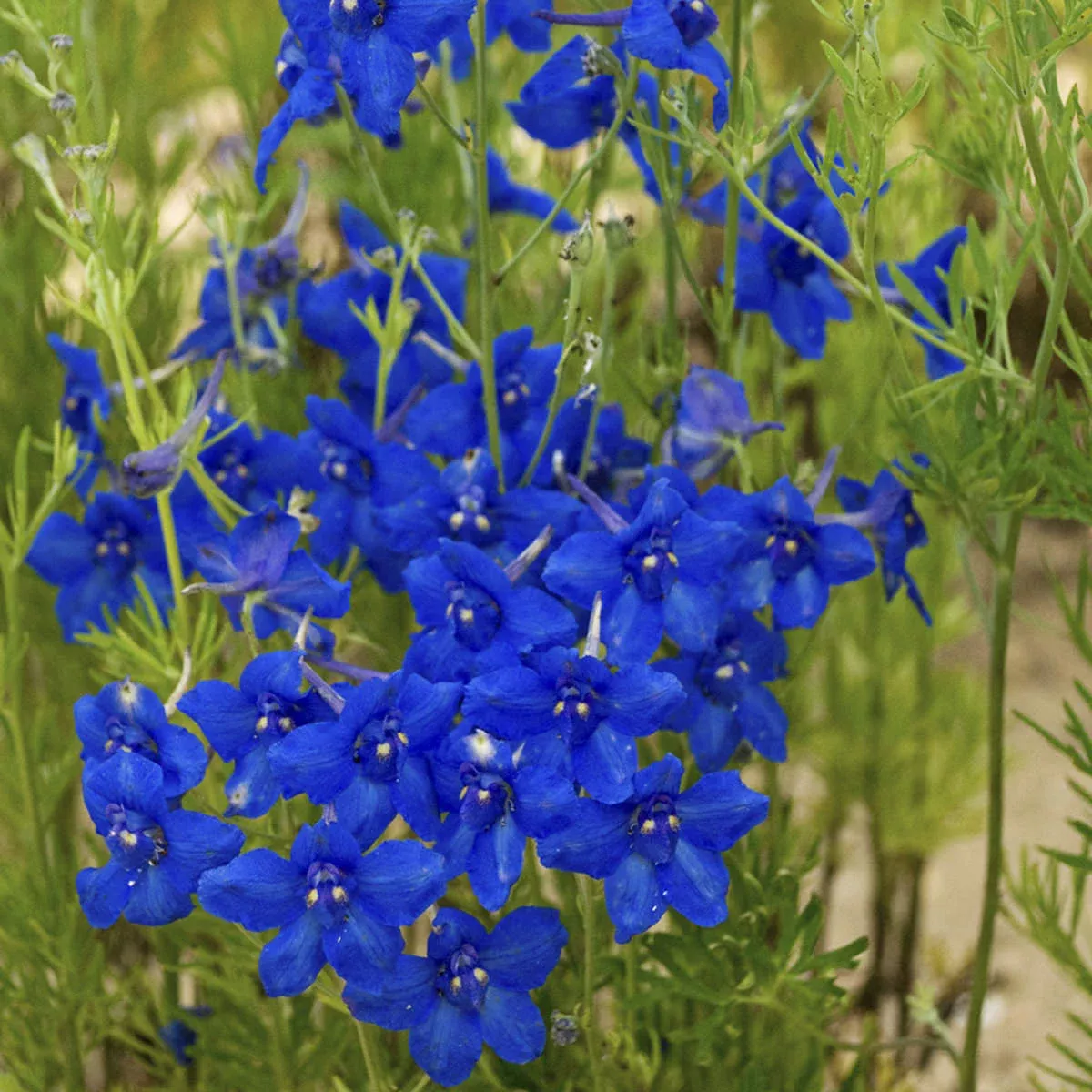 summer-nights-delphinium 'Summer Nights' Delphinium