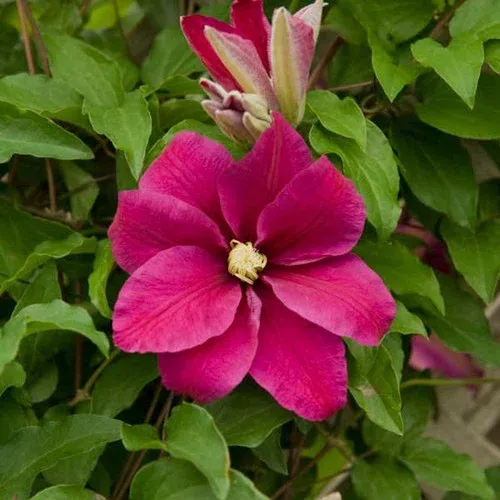 sunset-clematis 'Sunset' Clematis