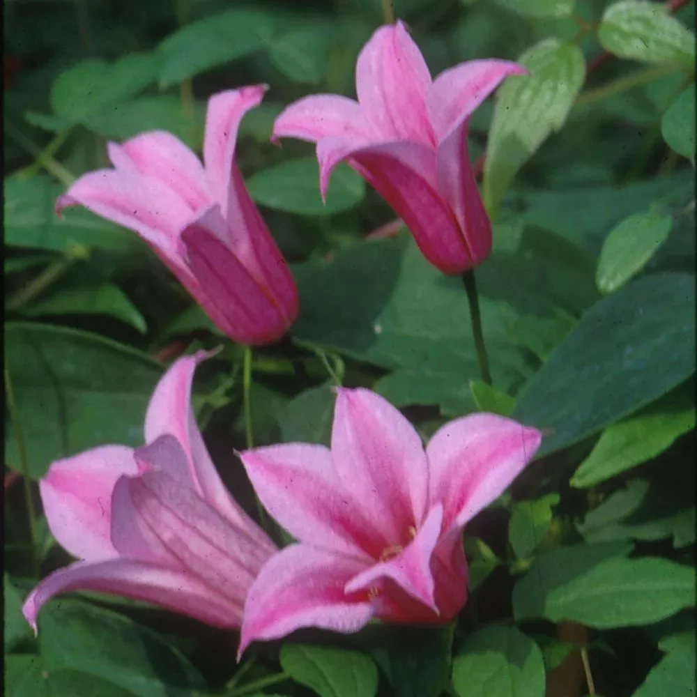 texensis-duchess-albany-clematis 'Texensis Duchess of Albany' Clematis